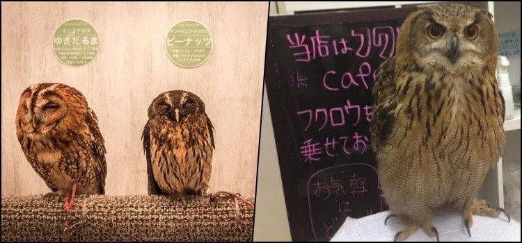 Fukuro Cafe - รู้จักกับร้านกาแฟของนกฮูก