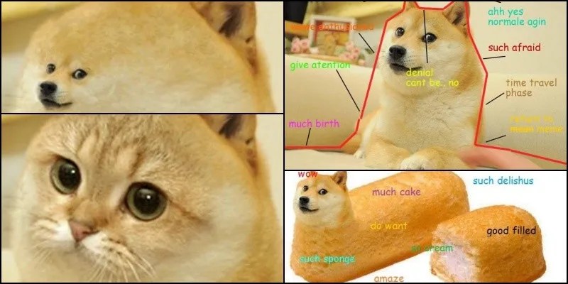 คุณรู้จัก Doge ที่มีชื่อเสียงในมีมหรือไม่?