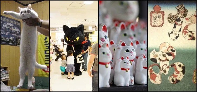 Cats in Japan - Understanding Japanese Passion for Cats