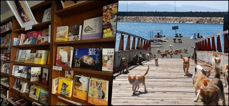 Nekojima - Conheça 20 Ilhas dos Gatos no Japão