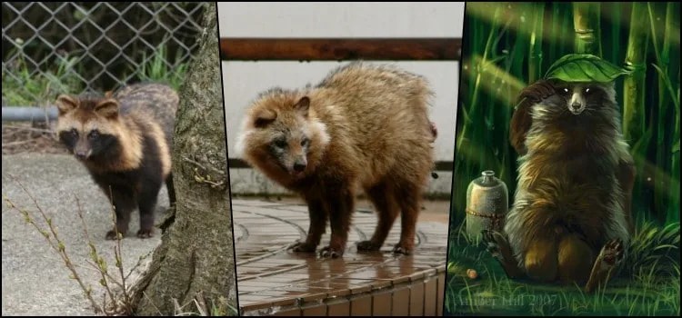 Tanuki - O cão guaxinim japonês