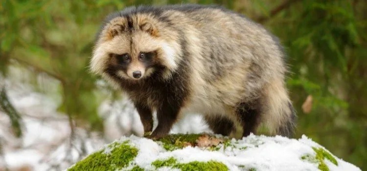 Tanuki - The Japanese raccoon dog