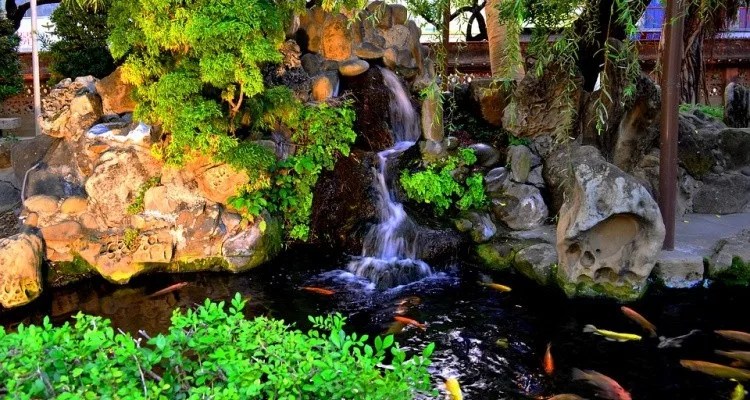 Peixe Koi – Curiosidades e lendas das carpas japonesas