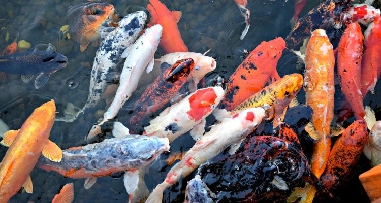 Peixe Koi – Curiosidades e lendas das carpas japonesas