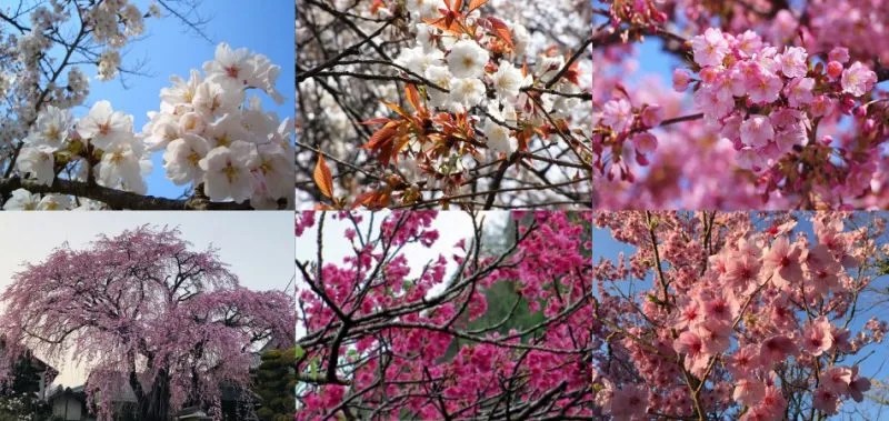 Sakura - All about cherry trees in Japan