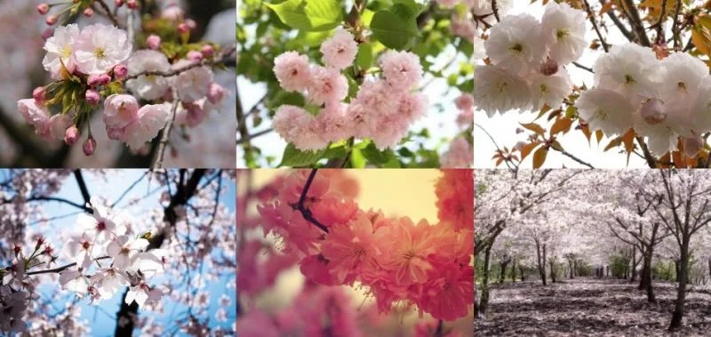 Sakura - All about cherry trees in Japan