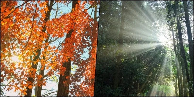 Komorebi - The sunlight through the trees Komorebi - The sunlight through the trees