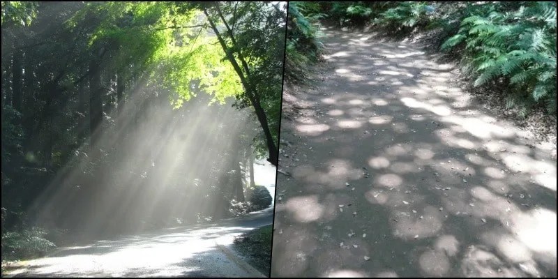 Komorebi - The sunlight through the trees Komorebi - The sunlight through the trees