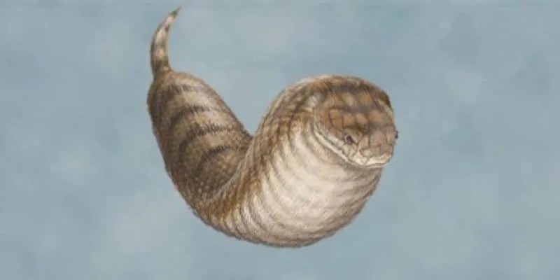 Tsuchinoko - Yokai che sembra un serpente grasso Tsuchinoko - Yokai che sembra un serpente grasso