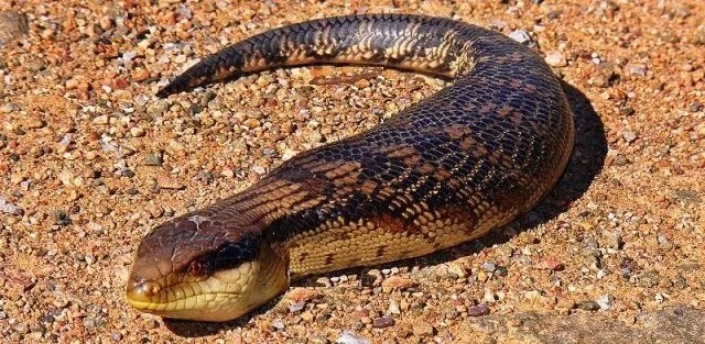 Tsuchinoko - Yokai che sembra un serpente grasso Tsuchinoko - Yokai che sembra un serpente grasso
