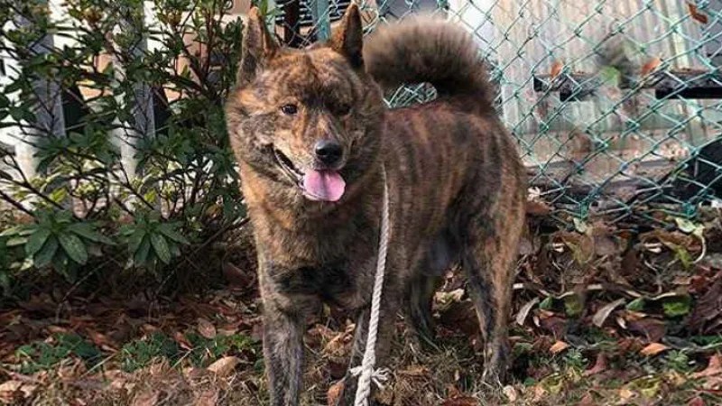 Conheça 11 raça de cachorros japoneses Conheça 11 raça de cachorros japoneses