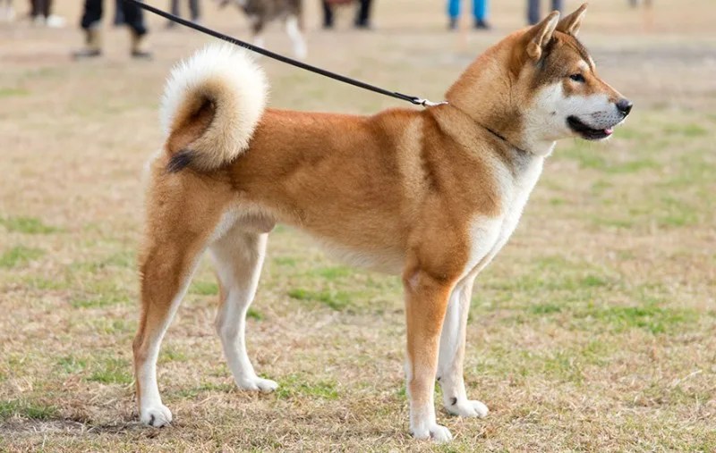 Conheça 11 raça de cachorros japoneses SHIKOKU INU - O CÃO DA REGIÃO DE KOCHI