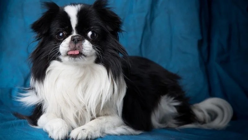 Conheça 11 raça de cachorros japoneses Conheça 11 raça de cachorros japoneses