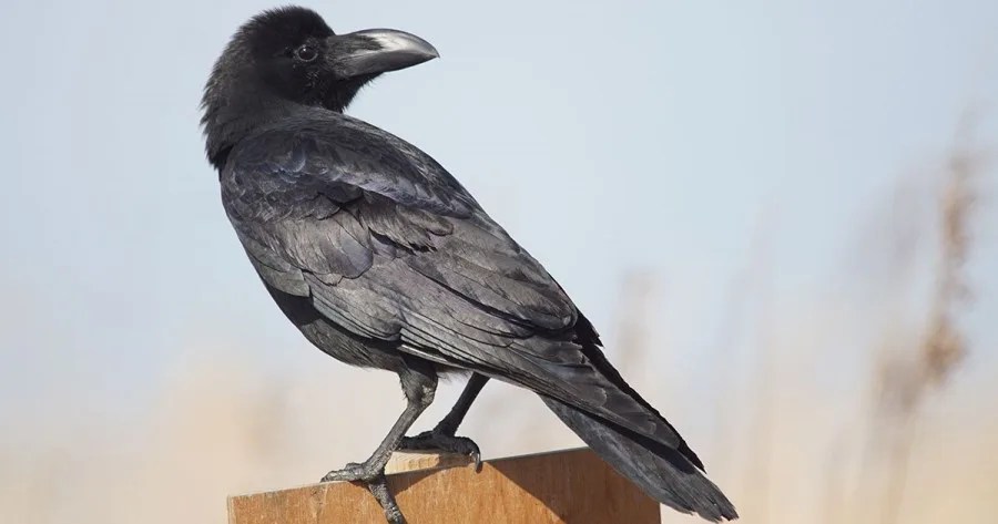 Karasu – Symbolism of the crow in Japan