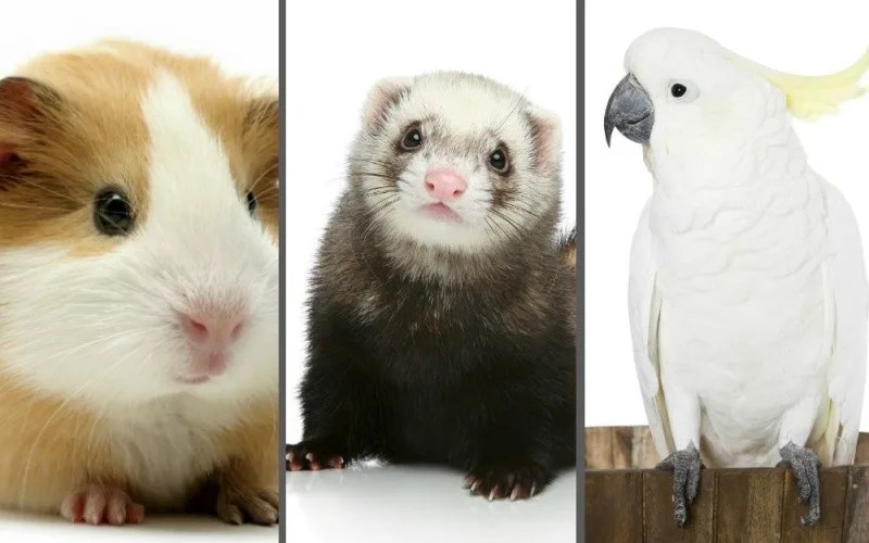 Is it difficult to take pets to Japan? 