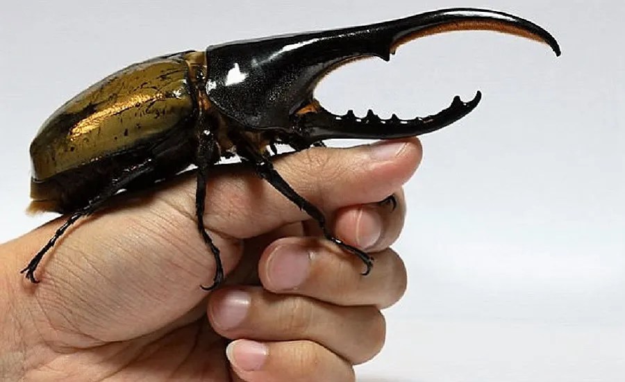 Besouro: o inseto que é um pet no Japão
