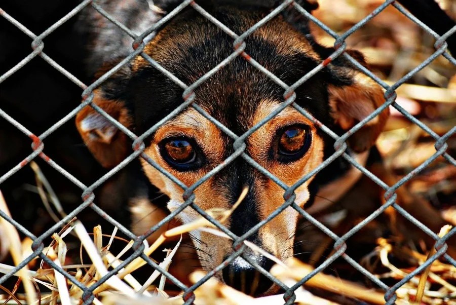 Consumption of dog meat