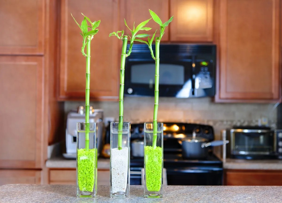 lucky bamboo - Learn how to plant and take care of lucky bamboo