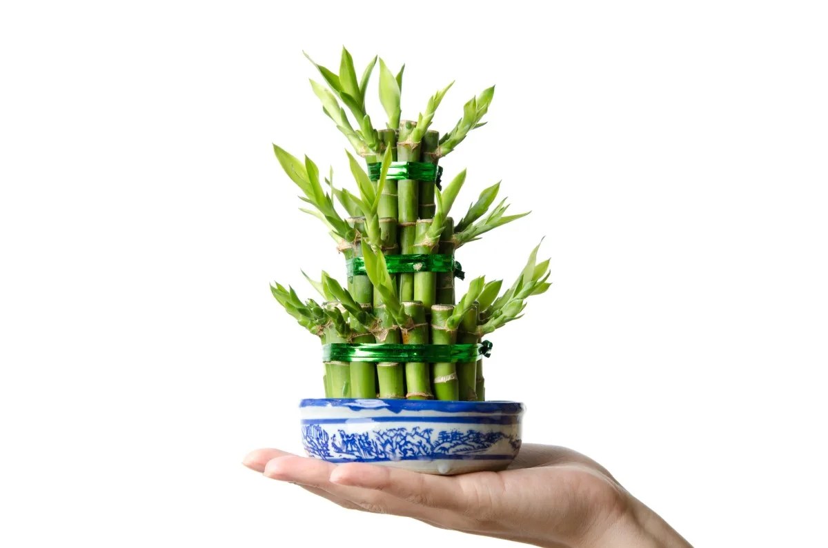 lucky bamboo - Learn how to plant and take care of lucky bamboo