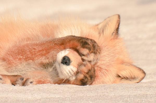 6 Animais kawaii e fofos nativos de Hokkaido