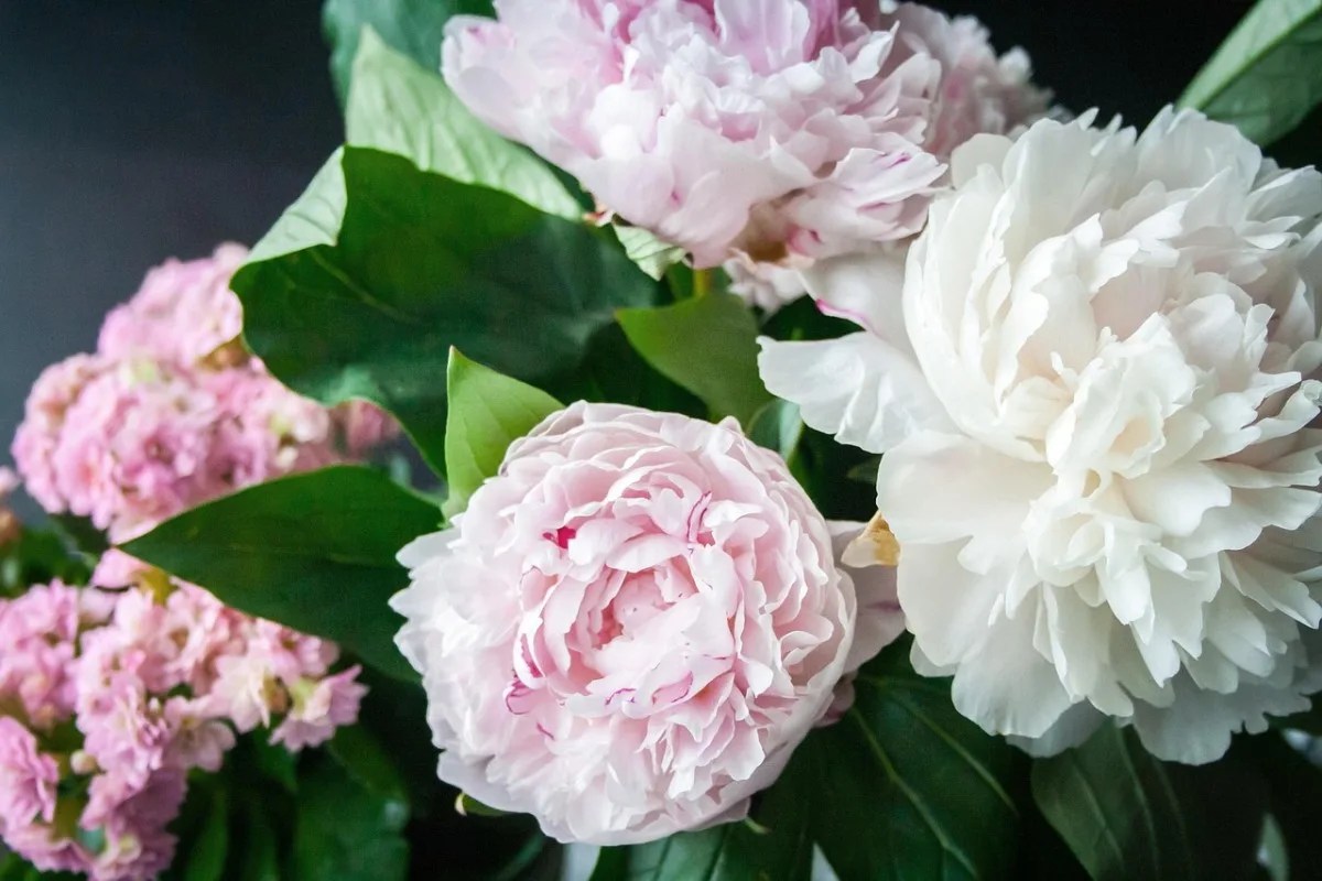 flowers, peonies, bouquet