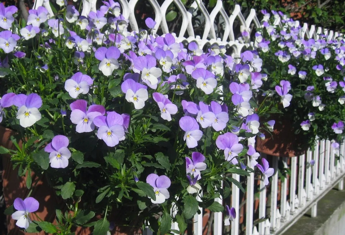 pansy, violet, wall