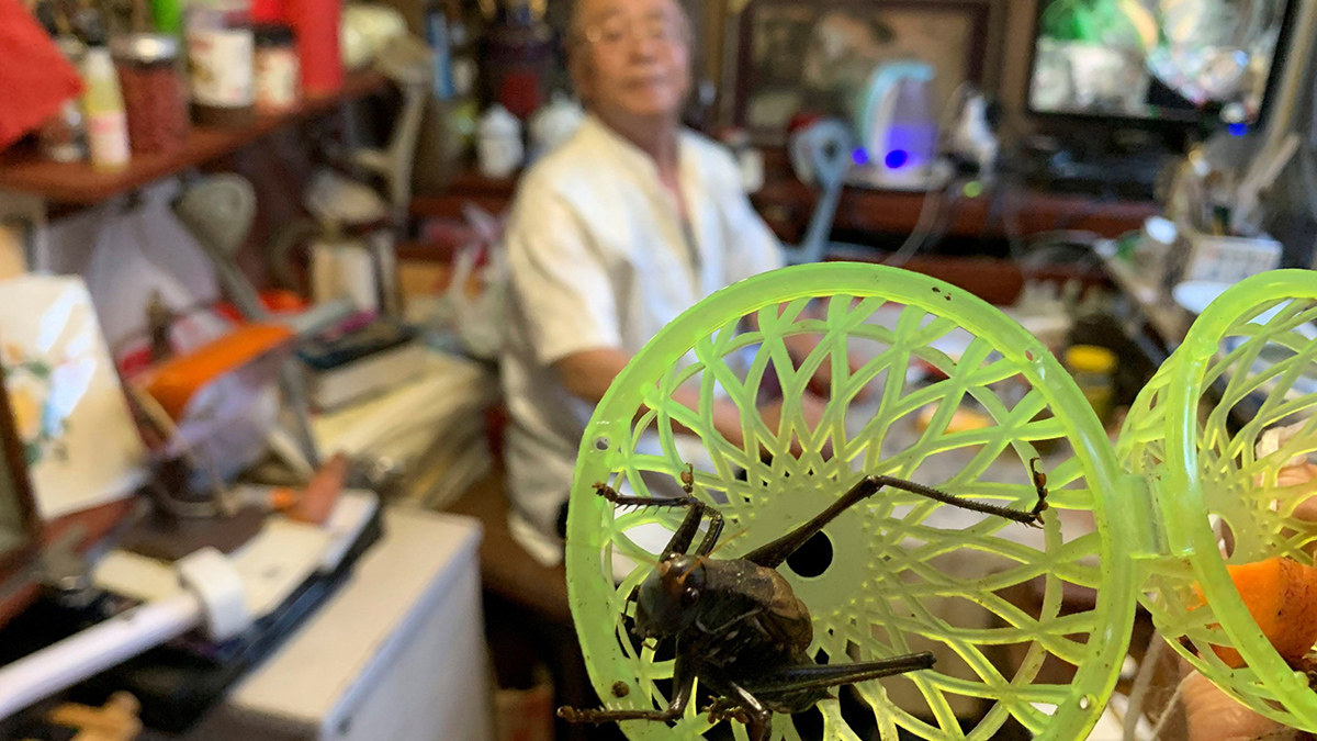 Los grillos en la China de 2021