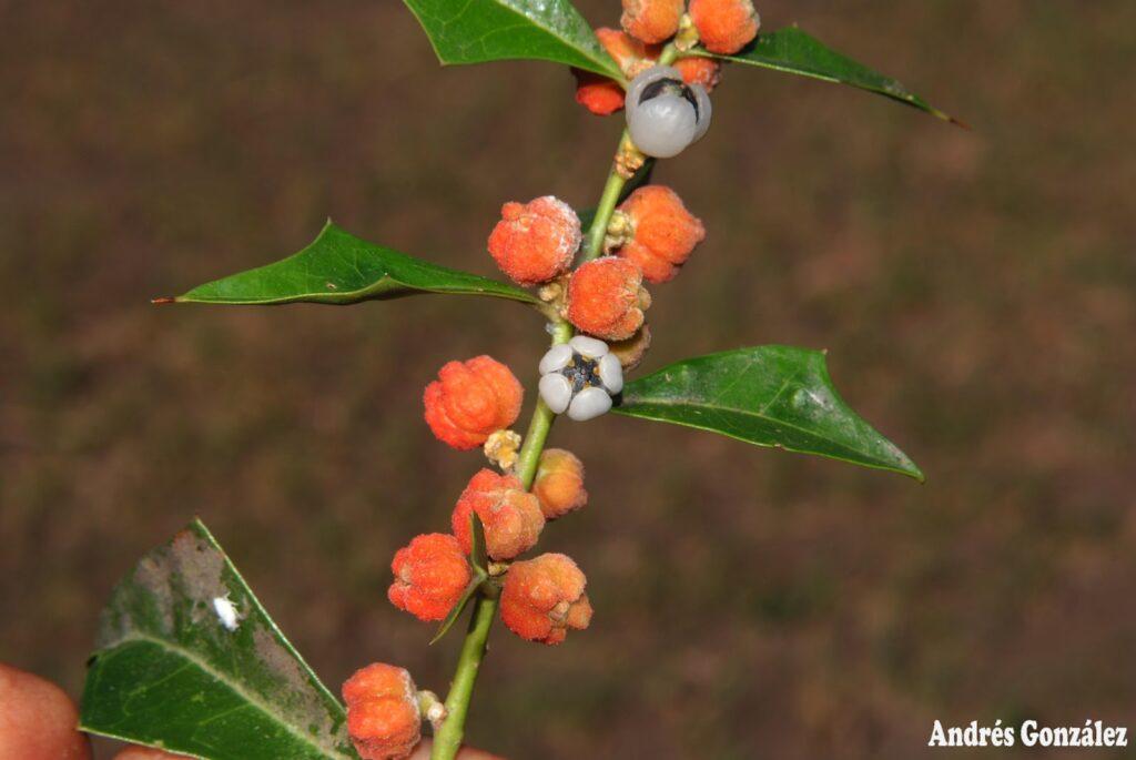 Sombra de toro usos y propiedades medicinales