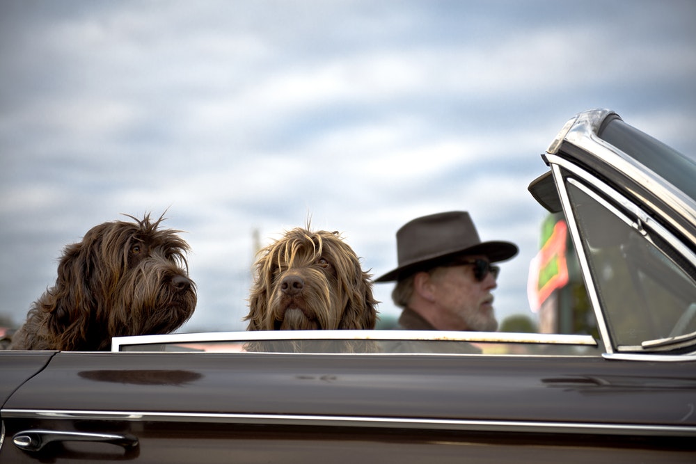 Drop in to Dog Wood Park with your pet to mingle in jacksonville