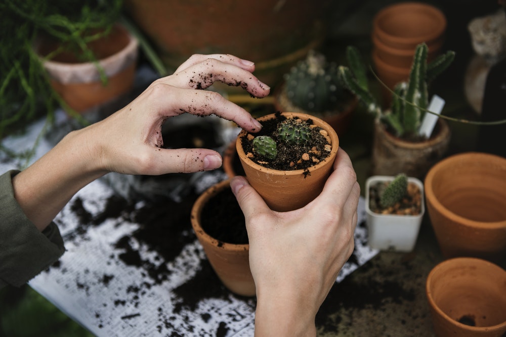 memphis area master gardeners is another place where you can meet people in memphis