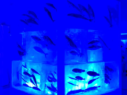 気仙沼にある氷の水族館