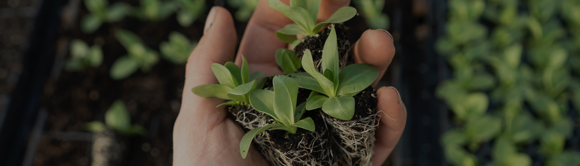 How to achieve sustainable nutrition with your clients