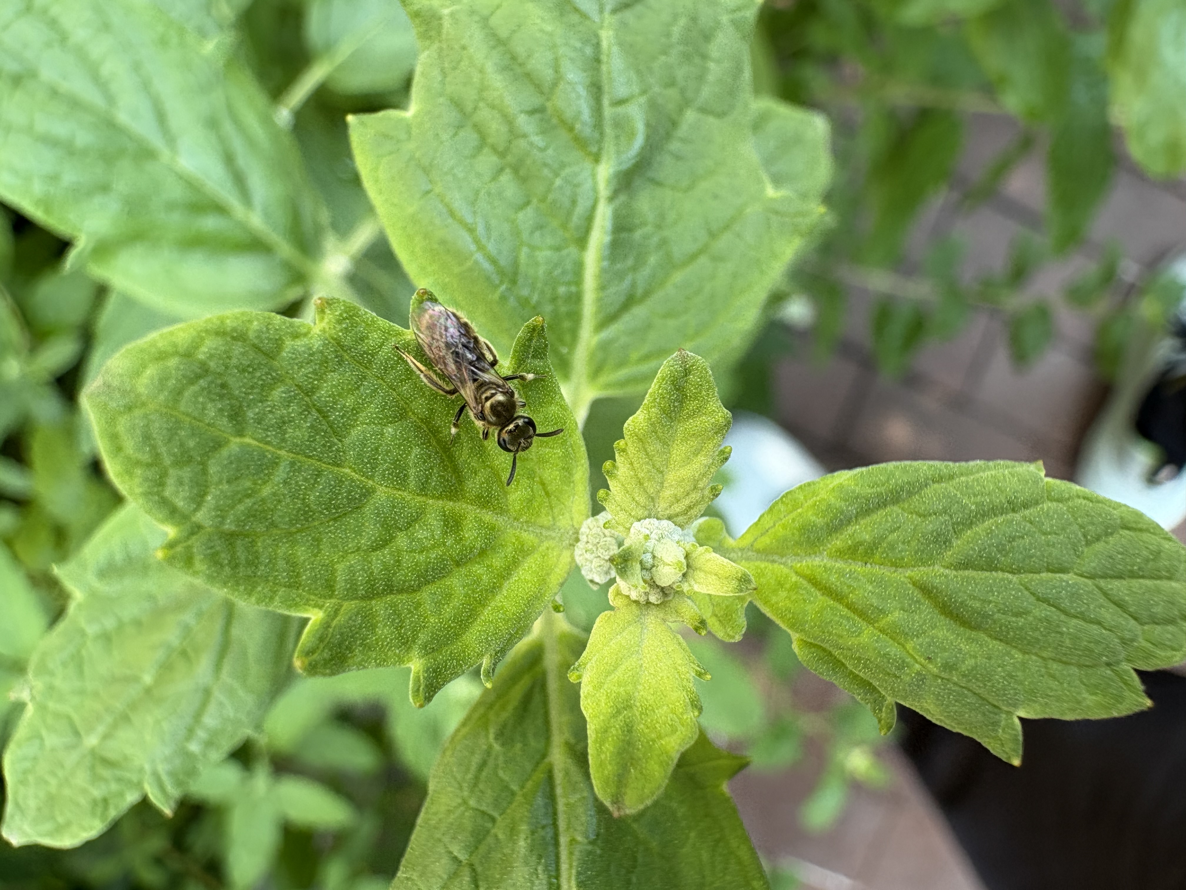 西方の虫——宾大校园里的昆虫