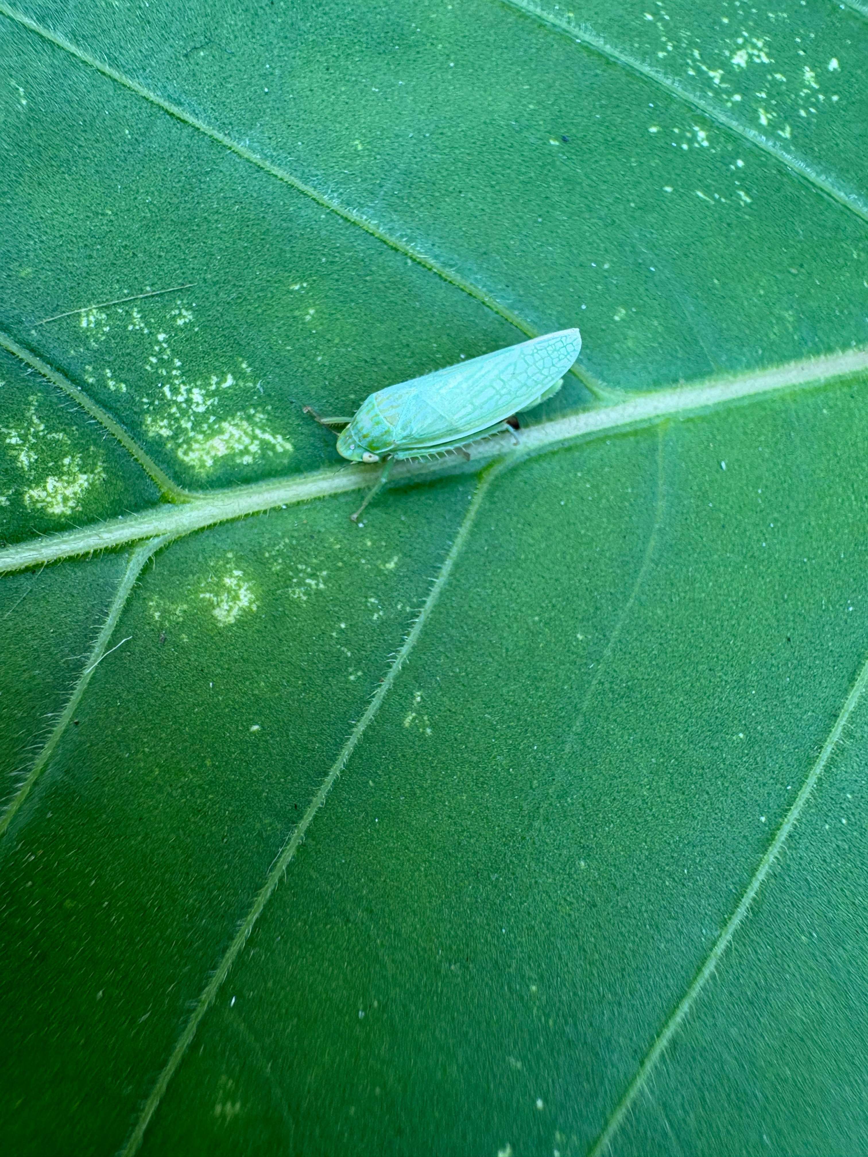 西方の虫——宾大校园里的昆虫