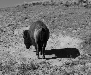 2016-30: Yellowstone
