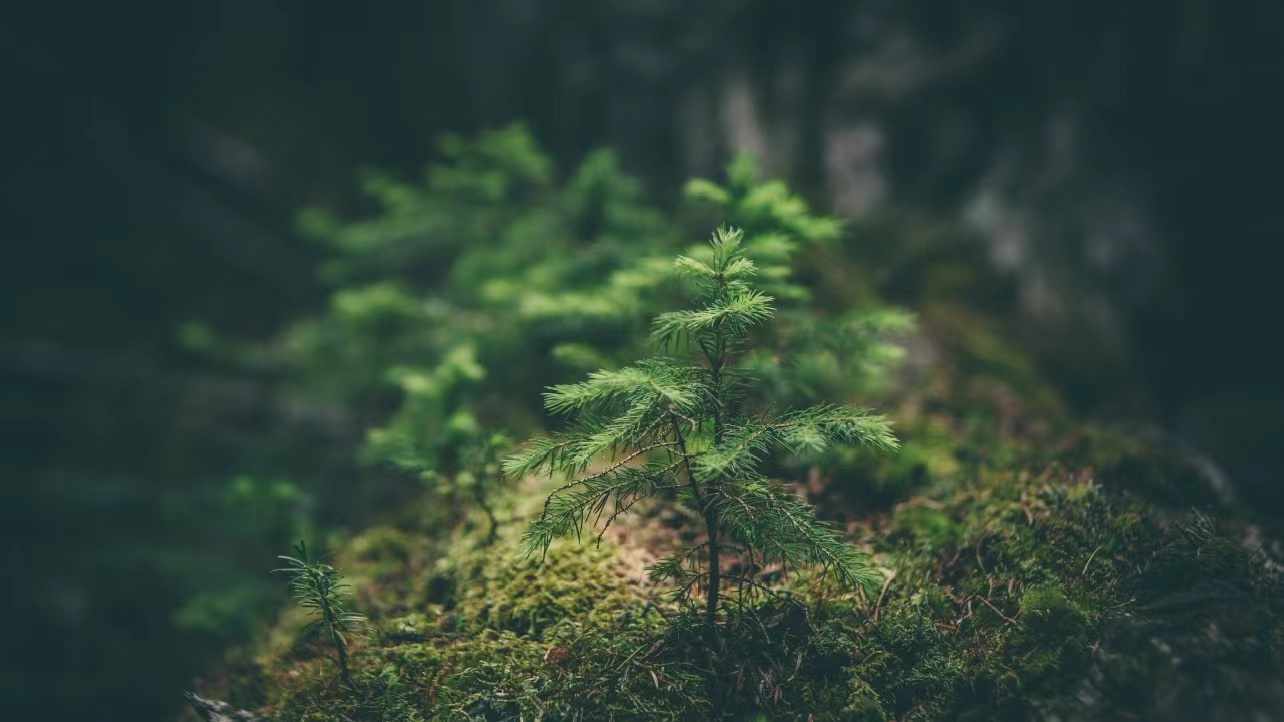 European Financial Watchdogs to Collect Greenwashing Examples for Better Understanding