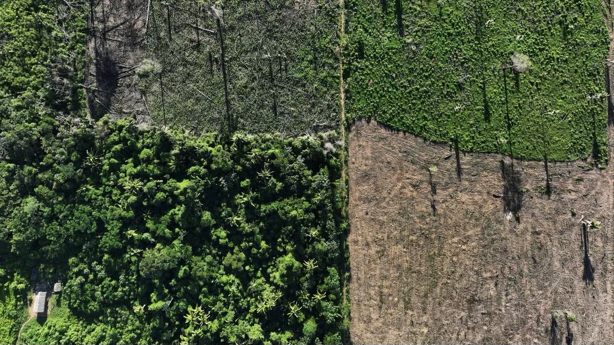 EU, Malaysia, Indonesia Establishes Task Force to Settle Deforestation Disputes