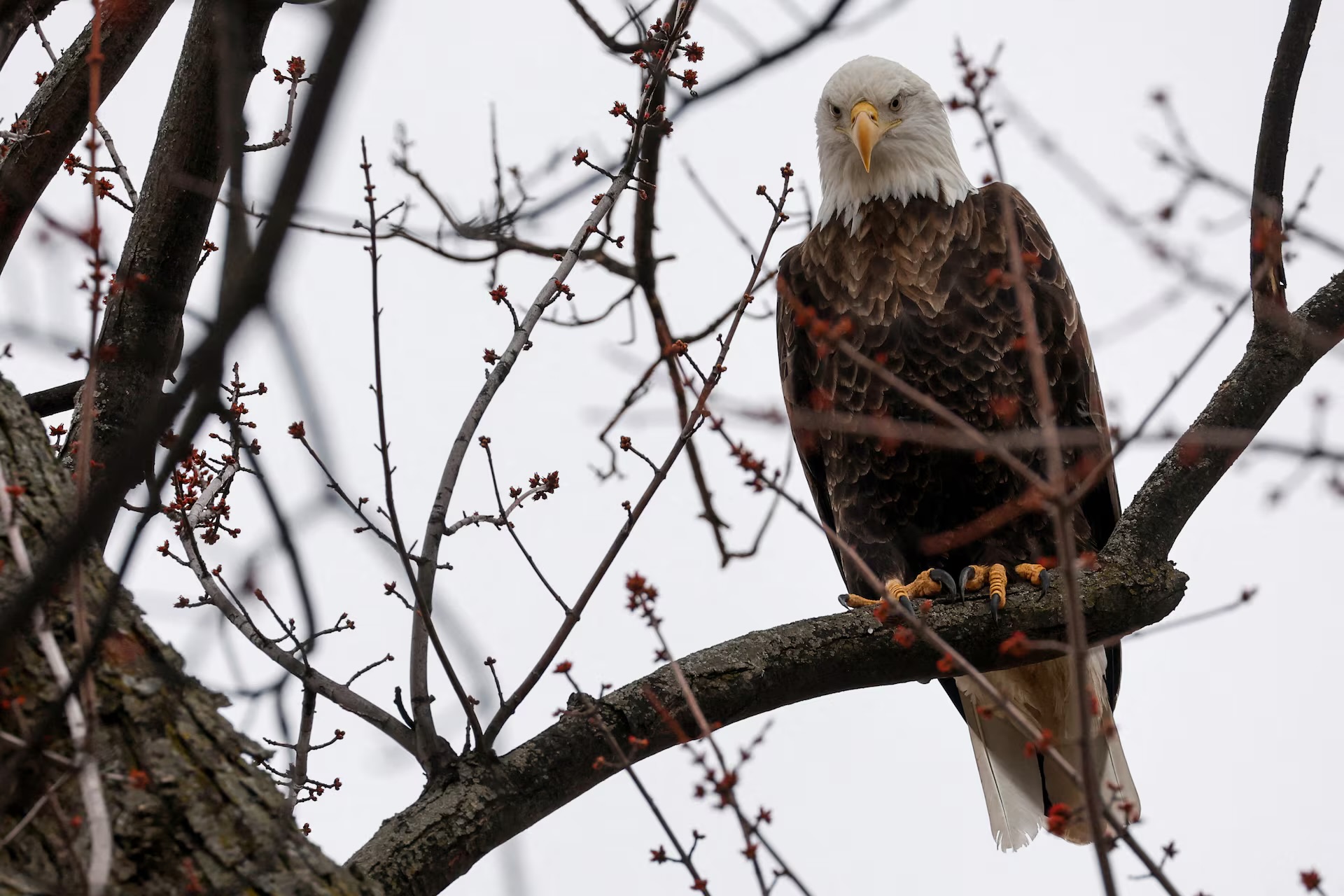 Biden Administration Restores Some Endangered Species Protection Rules Weakened under Trump
