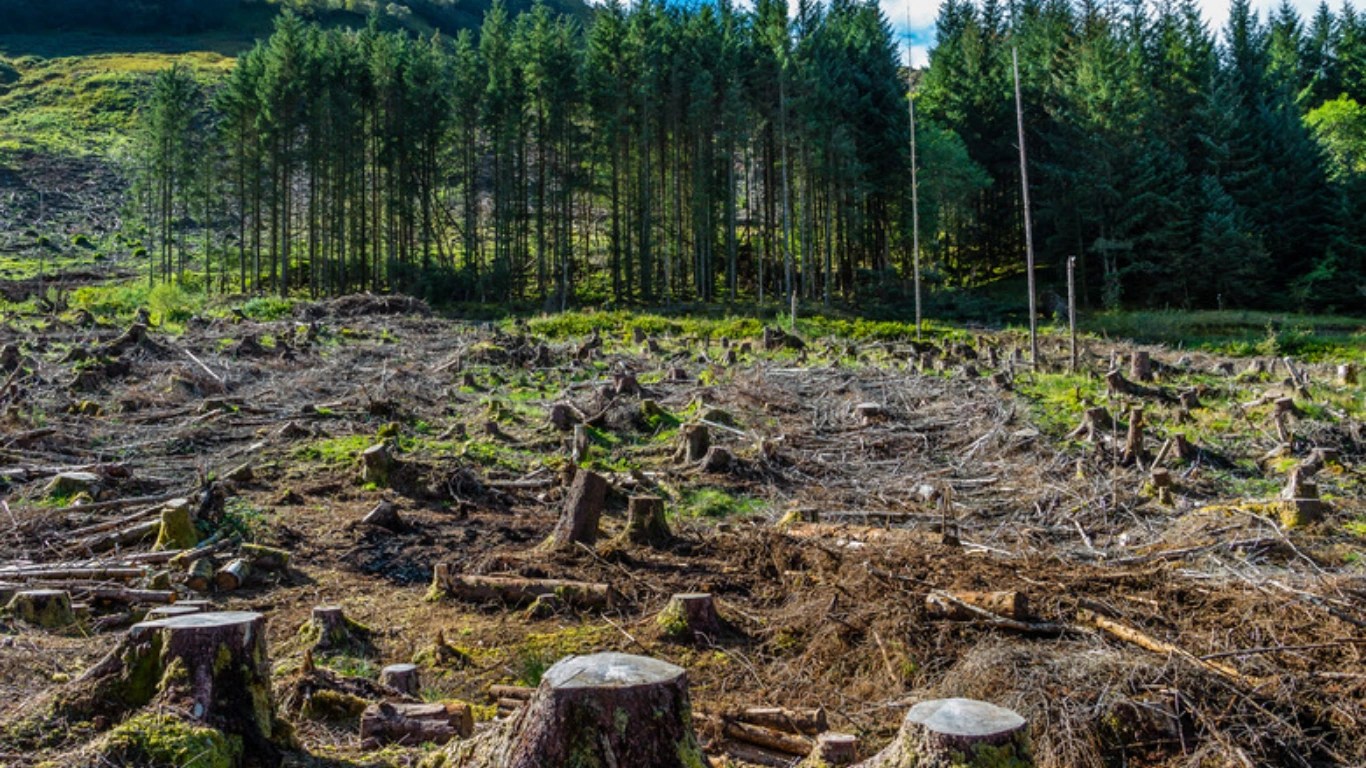 $9 Trillion in Finance Flows to Deforestation-Risk Companies, Led by Top Global Banks