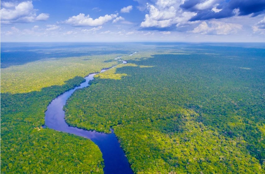 Deforestation in Brazil’s Amazon Drops Sharply as COP30 Nears