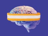 Human Brain Exercise Brain Scans Reveal Benefits Of A Cardio Workout