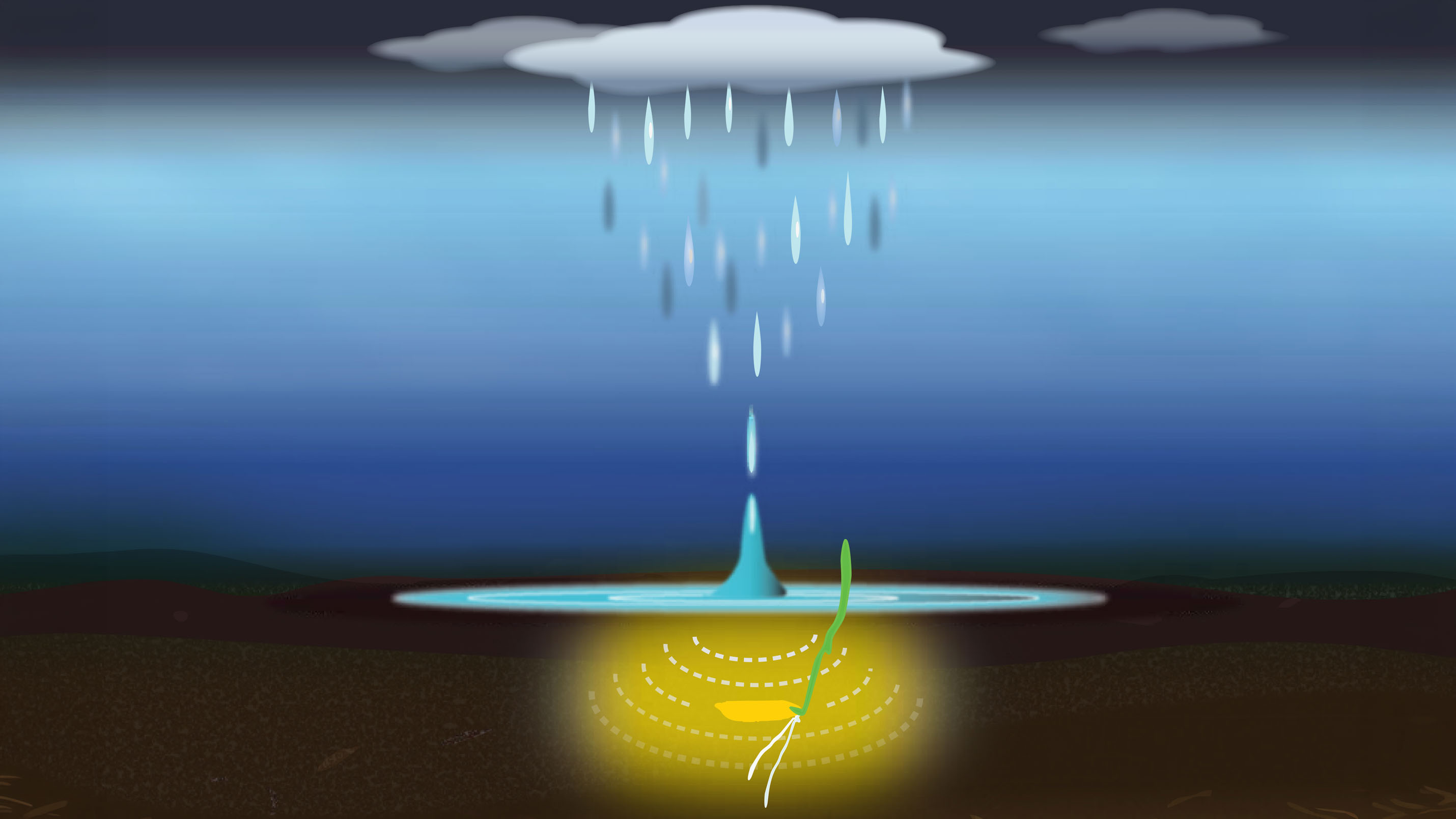 Plants appear to detect the patter of falling rain