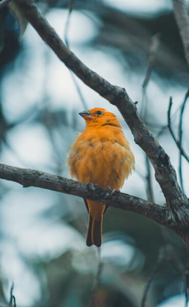 How To Create Elementor Image Hover Effect With Elementskit - Premium Nature Art Gallery - 8K