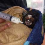 WPS - World Primate Sanctuary - Caring