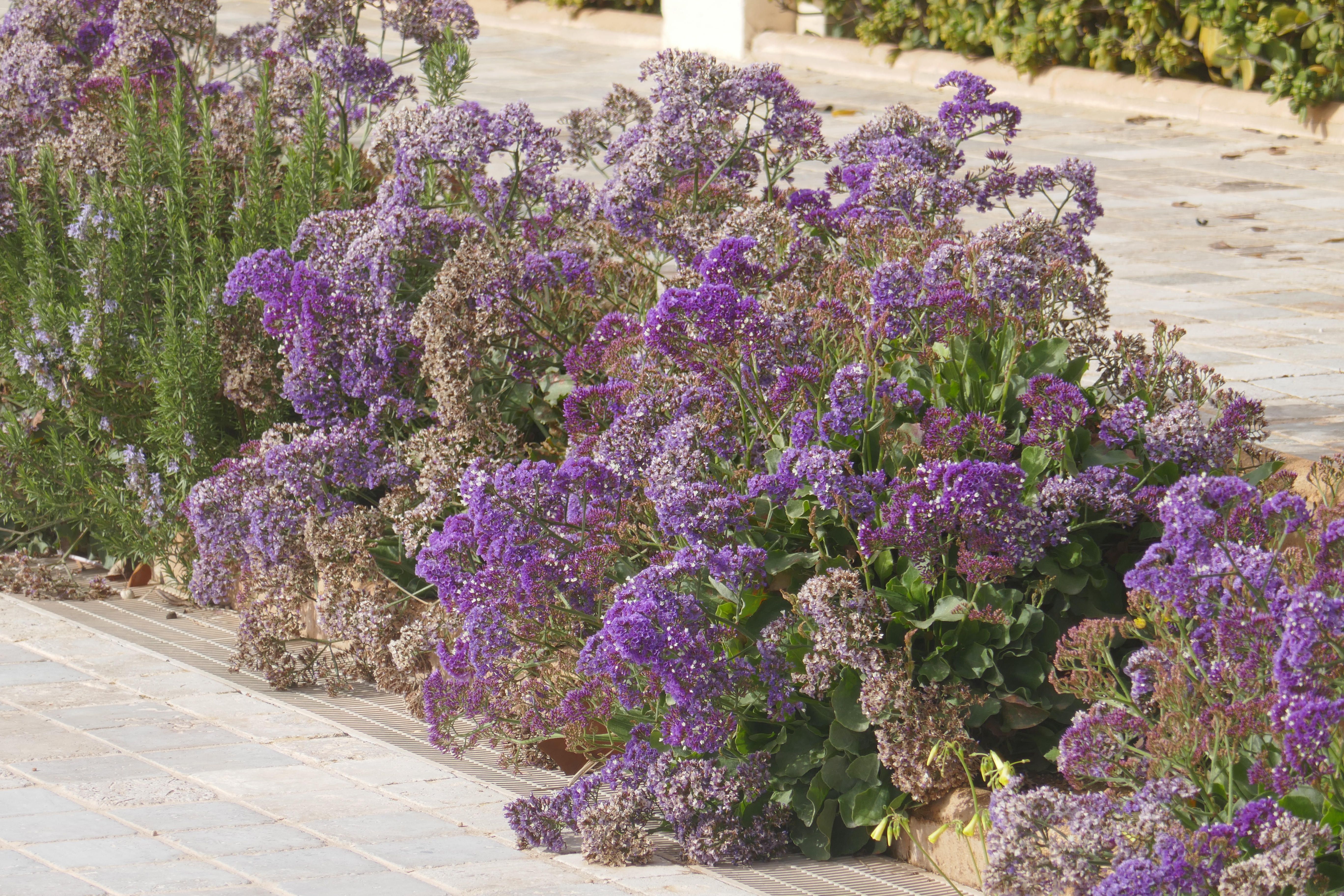 Lovely purple flowers lining the walk.