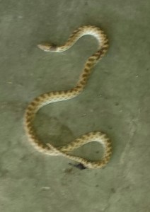 snake