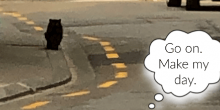 Go on. Make my day. Cat on road playing chicken.