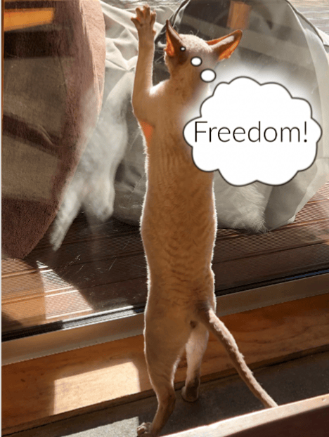 Juan the Cornish Rex scratching glass door and thinking: Freedom!