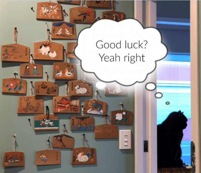 Cat beside a wall covered in good luck votaries, thinks: Good luck? Yeah right