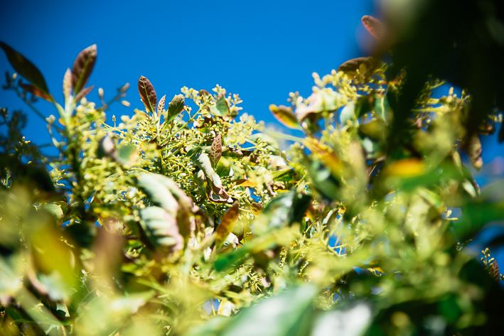 Something about spring, the promise of avocados, and church planting